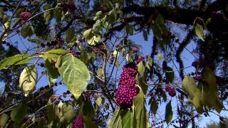 Native American beautyberry is easy to grow [upl. by Nirb226]