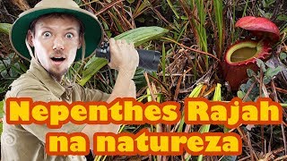 Como são as Nepenthes Rajah na natureza [upl. by Tymothy]