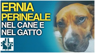 Ernia perineale nel cane e nel gatto [upl. by Balkin]