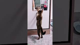 Cat videos 🐱 Favorite Friends 🐈‍⬛ HappyCats Episode 8075 [upl. by Trojan501]