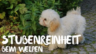 Stubenrein werden  wie wird mein Hund stubenrein Tipps für Welpen  Eltern [upl. by Zealand659]