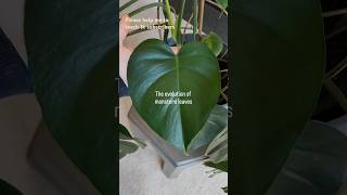 The evaluation of monstera leaf 🌿 please help me to reach 1k subscribers 😊plants plantlove fyp [upl. by Azarcon]