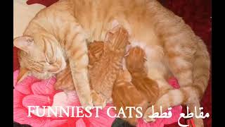 cats funniest مقاطع قطط قططصغيرة [upl. by Ignace]