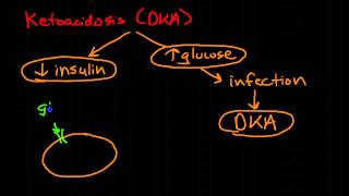 Pathophysiology of Diabetes Mellitus [upl. by Granese]