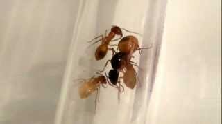 02 07 2012 Camponotus turkestanus 1 [upl. by Neerbas381]