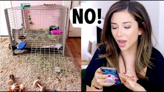 REACTING TO OUR SUBSCRIBERS RABBIT HABITATS  PT 2 [upl. by Nolyarb291]