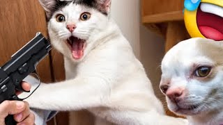 Crazy animals will make you LAUGH TO DIE😻Funniest cats and dogs🐶 [upl. by Nodnalb]