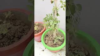 Aprajita plant shape 🌱 Beautiful Gardening tips nature natural beauty [upl. by Einnal]