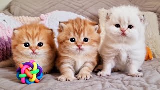 These three fluffy Antidepressants you need to take ASAP 😻 Cute kittens [upl. by Adlesirhc]