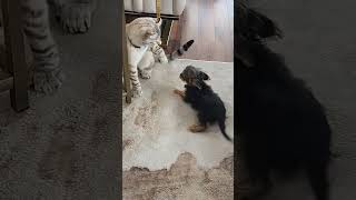 Yorkie Puppy vs Scared Cat 🐾😱  Quick Escape from a Paw Swipe [upl. by Scarlet139]