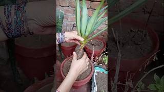 Agave shifting in soil 🌿shortsviral short youtubeshorts [upl. by Aenahs]