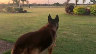 Guaranteed to make you dog howl  German shepherd howling [upl. by Krissie]