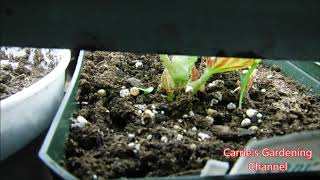 how to care for tuberous begonias indoors how to care for tuberous begonias how to water tuberous [upl. by Song]