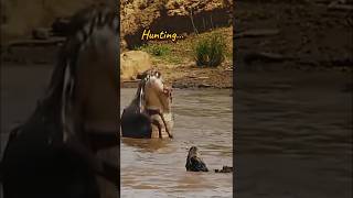 Crocodile 🐊 Hunting Wildebeest Kills the Victim shorts [upl. by Rizan937]