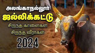 Jallikattu 2024 quotசுத்துப்போட்டா சிக்கியிருவோமாquot  அனல் பறக்கும் அலங்காநல்லூர் ஜல்லிக்கட்டு [upl. by Grantley]