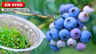 🟣Secretos para el Cultivo de Arándanos  Siembra hasta Cosecha  en Casa [upl. by Nlycaj]