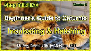 Coturnix Corners  Beginners Guide to Coturnix  Incubation amp Hatching [upl. by Eade671]