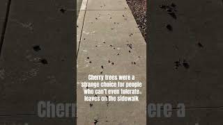 Cherry trees were a strange choice… [upl. by Bowler]