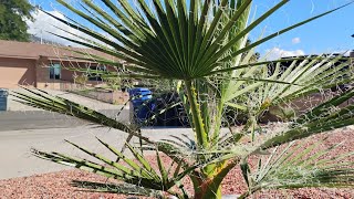 California Fan Palm Update October 17th [upl. by Adnolahs]