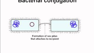 conjugation among bacteria [upl. by Pavyer]