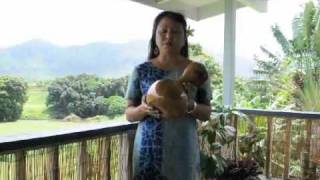 How to use an Ipu or Ipu Heke Ole Single Gourd [upl. by Meredithe955]