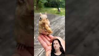 Chipmunk squirrel funny chipmunksong cute [upl. by Romulus954]