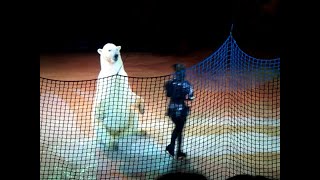 Circus Performance Polar bears [upl. by Nimzzaj]