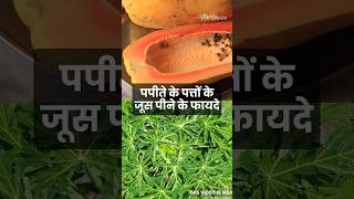 Papaya Leaf Benefits पीपता के पत्ते के जूस पीने से क्या होगा shorts ytshorts trending [upl. by Alcock]