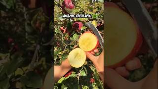 How to crave apple🍀 farming trending food mirumirutv6666 fruitdecoration4295 AwitTv [upl. by Gierc]