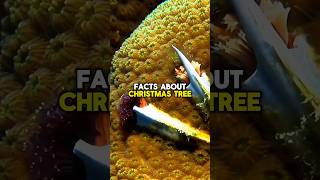 Christmas Tree Worms Facts shorts short facts nature animals ocean wildlife subscribe [upl. by Lyford]