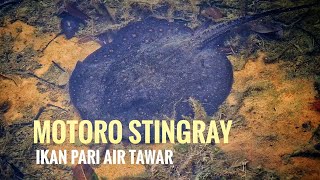 4K Rare Find Motoro Stingray Freshwater Stingray in Singapore MacRitchie Reservoir [upl. by Ahsi]