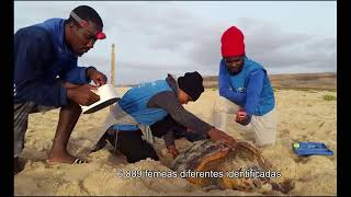 Bios Cabo Verde campanha desova tartaruga 2021 nestingseason2021 [upl. by Haleelahk]