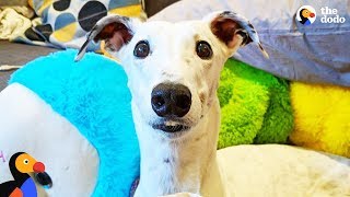 Rescue Greyhound Is The Cutest Little Diva  The Dodo [upl. by Inneg]