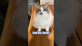 George is such a trusting cat 🥹 ragdolls cat [upl. by Igic131]