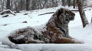 Siberian Tiger  Portrait In Falling Snow at the Bronx Zoo [upl. by Ilan]