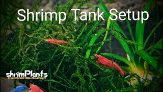 How To Set Up A New Neocaridina Shrimp Tank  Beginners Guide To New Shrimp Tank Setup [upl. by Vanthe944]