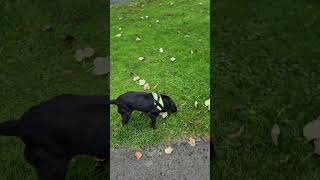 Cocker Spaniel Enjoying Her Autumn Run doglover dogs autumn leaf ireland walking dog [upl. by Priscella]