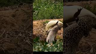 Jaguar Attacks Crocodile In Water  Jaguar vs Crocodile jaguar shorts crocodile youtubeshorts [upl. by Swift]