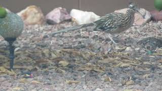 Roadrunner Killing a Bird in My Backyard [upl. by Tenneb]