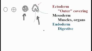 Biolgy Germ Layers Endoderm Mesoderm Ectoderm [upl. by Daffi]