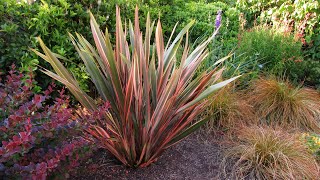 How to Prune a Phormium New Zealand Flax by The Gardening Tutor  Mary Frost [upl. by Idnar126]