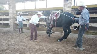 Como hacer reverencia con tu Caballo  Caballos del Colorado [upl. by Enelak]