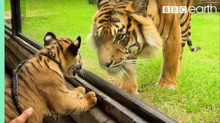 Cubs Meet Adult Tiger for the First Time  Tigers About The House  BBC Earth [upl. by Anihcak]