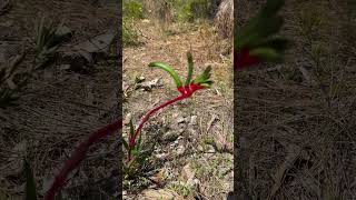 Kangaroo Paw [upl. by Faxon]