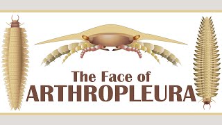 The Face of Arthropleura [upl. by Noiroc]