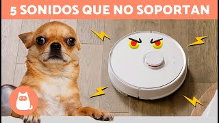 5 SONIDOS que más ODIAN los PERROS 🐶🔊❌ ¡No los Soportan [upl. by Showker995]