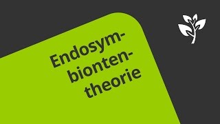 Die Endosymbiontentheorie Wie Chloroplasten und Mitochondrien entstanden sind  Biologie [upl. by Hgierb898]