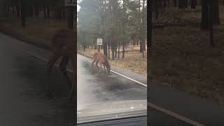 Grand Canyon National Park Elk [upl. by Solnit]