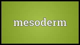 Mesoderm Meaning [upl. by Lennahc]