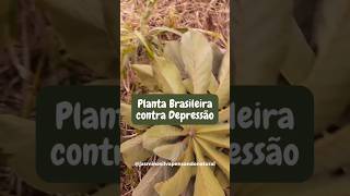 PLANTA BRASILEIRA CONTRA DEPRESSÃO shorts [upl. by Gorden]